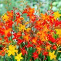 Beskrivelse og funksjoner ved voksende japansk gladioli, planting og stell