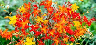 Beskrivelse og funktioner ved voksende japansk gladioli, plantning og pleje