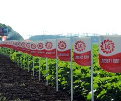 דירוג, תיאור וביקורות של היצרן agrofirm Limagrain Groupe