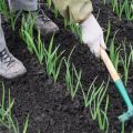 Technology for growing and caring for winter garlic in the open field