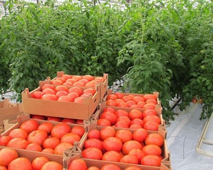 Eigenschaften und Beschreibung der Tomatensorte Summer Garden