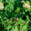 Beschreibung der Kartoffelschädlinge, Behandlung und Bekämpfung