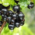 Como alimentar as groselhas no outono, primavera e verão para uma melhor colheita