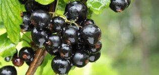 Πώς μπορείτε να ταΐσετε σταφίδες το φθινόπωρο, την άνοιξη και το καλοκαίρι για μια καλύτερη συγκομιδή