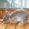 Why does a decorative rabbit shed, types of coat change and care