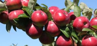 ¿Qué variedades de manzanos son mejores para plantar en los Urales, características de elección y características de las especies?