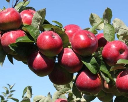 Quais variedades de macieiras são melhores para plantar nos Urais, características de escolha e características das espécies
