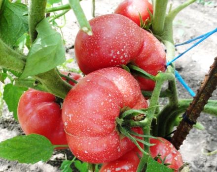 Pomidorų veislės aviečių stebuklas ir jo pobūdis, apibūdinimas