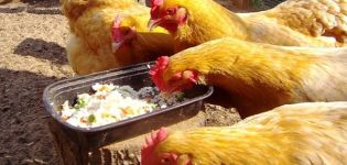 Una semplice ricetta su come aumentare la produzione di uova a casa