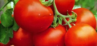 Características e descrição das variedades de tomate Amadurecimento precoce polar e Polarnik, seu rendimento