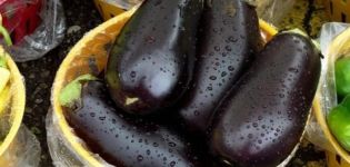 Opis i cechy oberżyny Vera, plon, uprawa i pielęgnacja