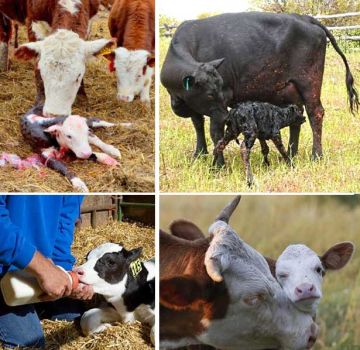 Rules for caring for calves at home and possible diseases of young animals