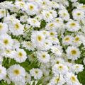 Description and characteristics of maiden chrysanthemum, 8 best varieties and their cultivation