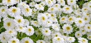 Mergelės chrizantemos aprašymas ir savybės, 8 geriausios veislės ir jų auginimas