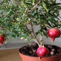 Regeln für das Pflanzen und Pflegen von Granatapfel in Innenräumen und Methoden für den Anbau zu Hause