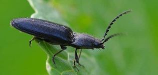 Beschreibung und Kampf mit dem Klickkäfer (Drahtwurm) auf Kartoffeln