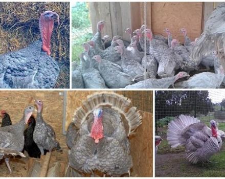 Description of blue slate turkeys and characteristics of the breed, breeding