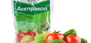 Инструкции за употреба на фунгицида Антракол и механизма на действие