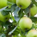Beschreibung der Apfelsorte Sverdlovchanin, Vor- und Nachteile, Reifung und Fruchtbildung