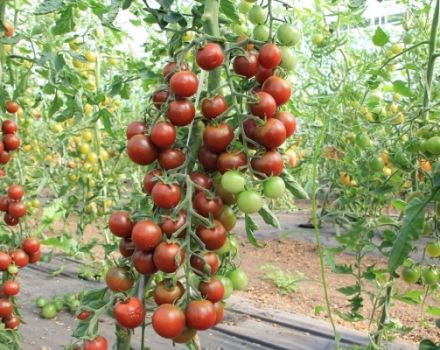 Eigenschaften und Beschreibung der Tomatensorte Spasskaya Tower, deren Ertrag