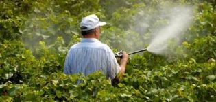Anleitung zur Verwendung von Fungiziden für Trauben und die besten Zubereitungen
