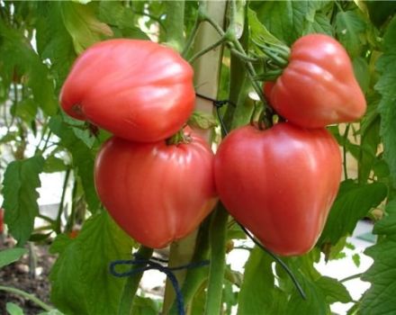Egenskaber og beskrivelse af tomatsorten Tolstushka, dens udbytte