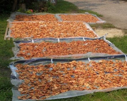 Công thức đơn giản về cách làm khô táo đúng cách cho mùa đông tại nhà