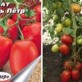 Caro Petro pomidorų veislės ir jos ypatybių aprašymas