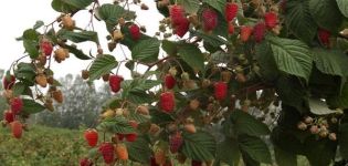 Beschreibung der Sorten roter Himbeeren, der besten großfruchtigen und remontanten Arten