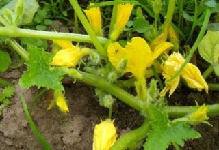 Warum Melonen nicht gebunden sind und leere Blumen darauf sind, Gründe und was zu tun ist