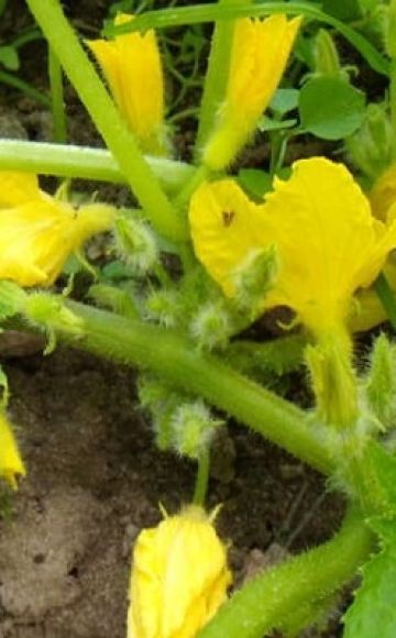 Warum Melonen nicht gebunden sind und leere Blumen darauf sind, Gründe und was zu tun ist