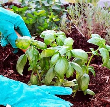 How to properly grow and care for basil in a greenhouse