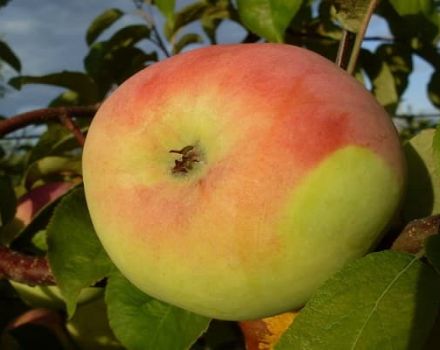 Description détaillée et principales caractéristiques de la variété de pomme Martovskoe