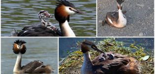 Beschreibung und Lebensräume von Giftpilzente, Wildtierverhalten und Ernährung