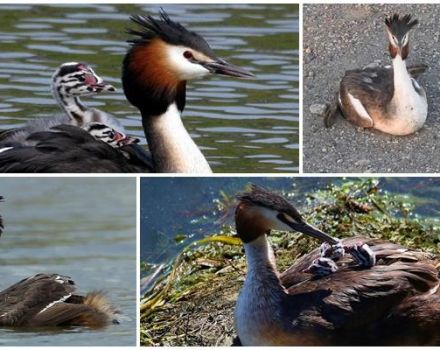 Descrizione e habitat dell'anatra fungina, comportamento della fauna selvatica e dieta