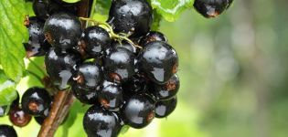 Περιγραφή και χαρακτηριστικά των ποικιλιών σταφίδας Θησαυρός, καλλιέργεια και φροντίδα