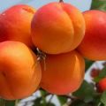 Descripción y características de la variedad de albaricoque favorita, historia y características de cultivo.