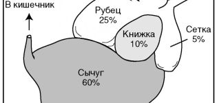 Колико стомака има крава, њихова имена и функције, структура и локација