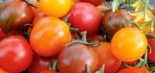Опис и карактеристике сорте парадајза Кисх мисх
