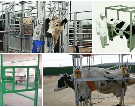 Drawings and dimensions of a split for cattle, how to make a machine with your own hands