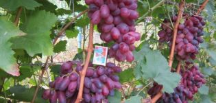 תיאור זני הענבים ריזמאת, מאפייני התשואה וטכנולוגיית הטיפוח