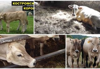 وصف وخصائص سلالة Kostroma من الأبقار وظروف الاحتجاز