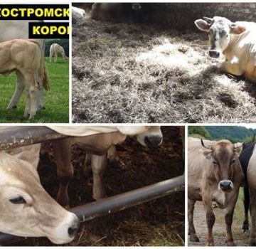 Karvių veislės Kostroma aprašymas ir ypatybės, sulaikymo sąlygos
