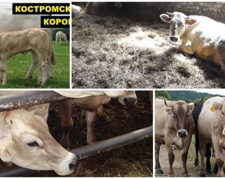Beschreibung und Merkmale der Kostroma-Kuhrasse, Haftbedingungen