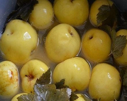 Рецепти за прављење намочених јабука за зиму код куће у стакленкама