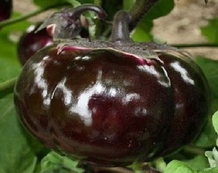 Description and characteristics of eggplant Bourgeois, yield, cultivation and care