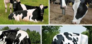 Descripción y características de las vacas Holstein, sus pros y contras y su cuidado.