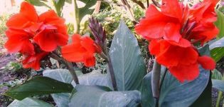 Planting, growing and caring for cannes outdoors