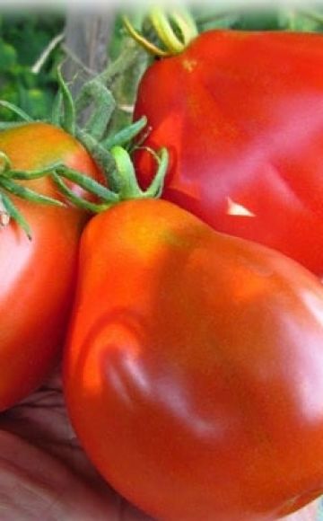 Pomidorų veislės Asilo ausys aprašymas, jo savybės ir derlius