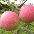 Beskrivning och egenskaper för frukt av olika äppelträd Landning, funktioner för odling och vård